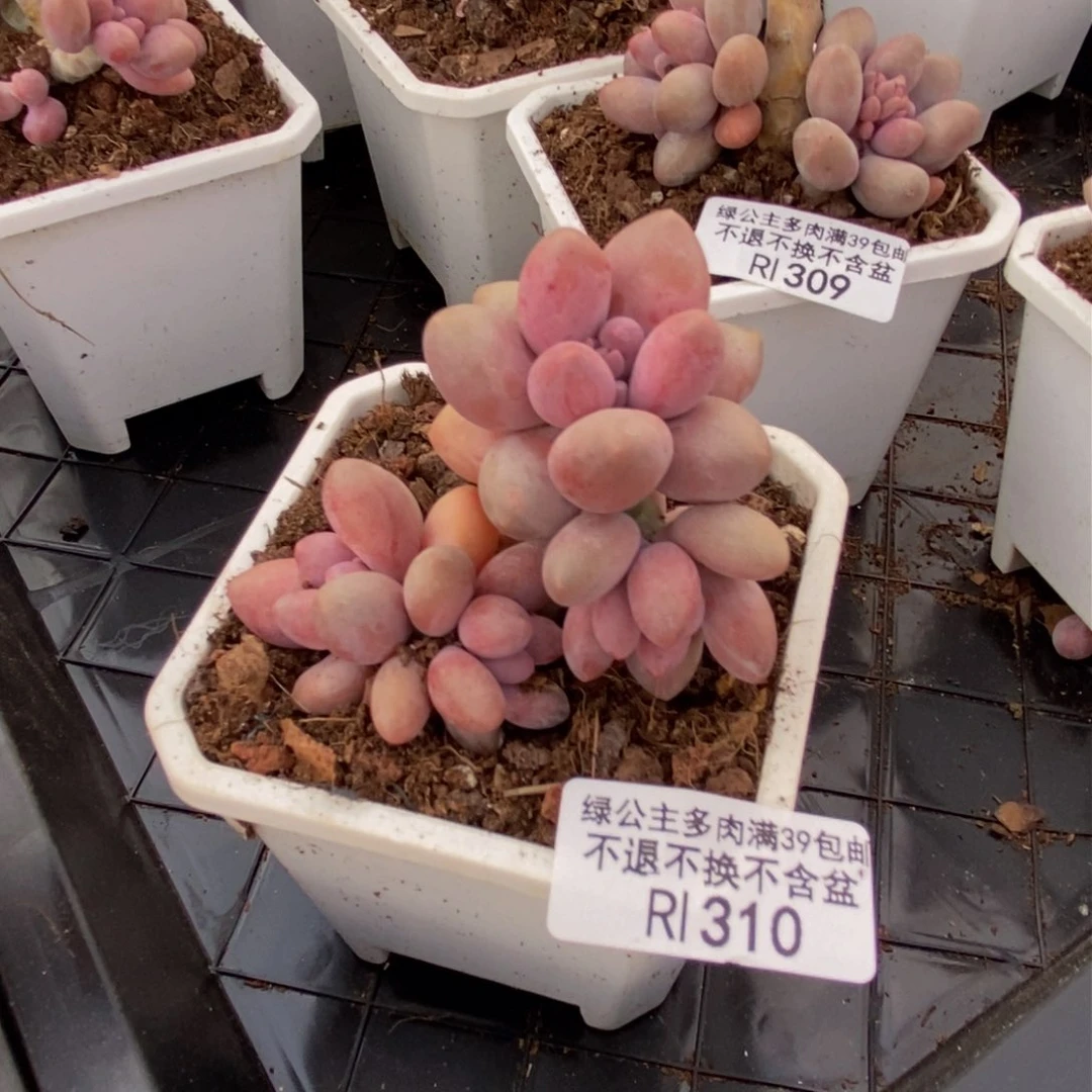 310丸叶汤圆多肉7c m