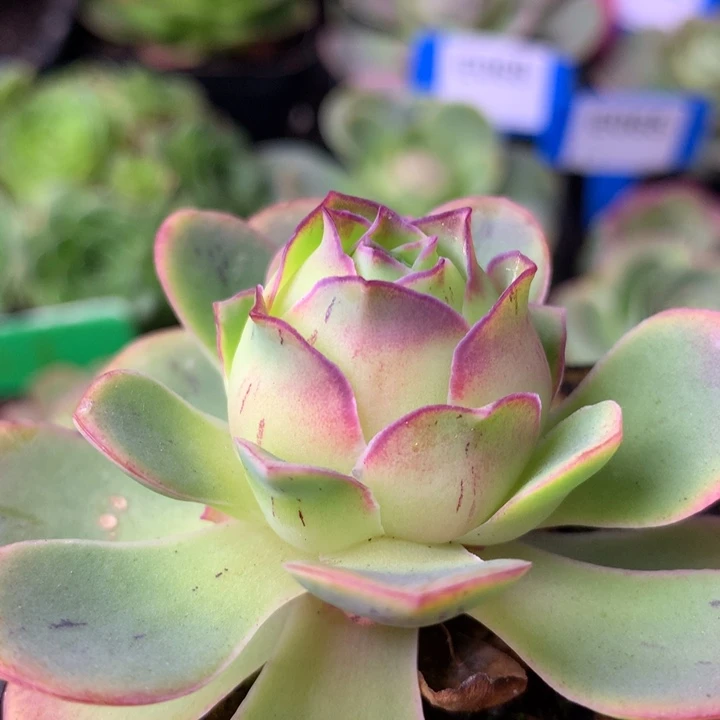 一物一拍天使之翼921