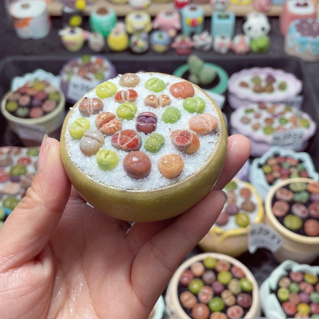 w3998 带盆土发货-零下地区拍保温箱