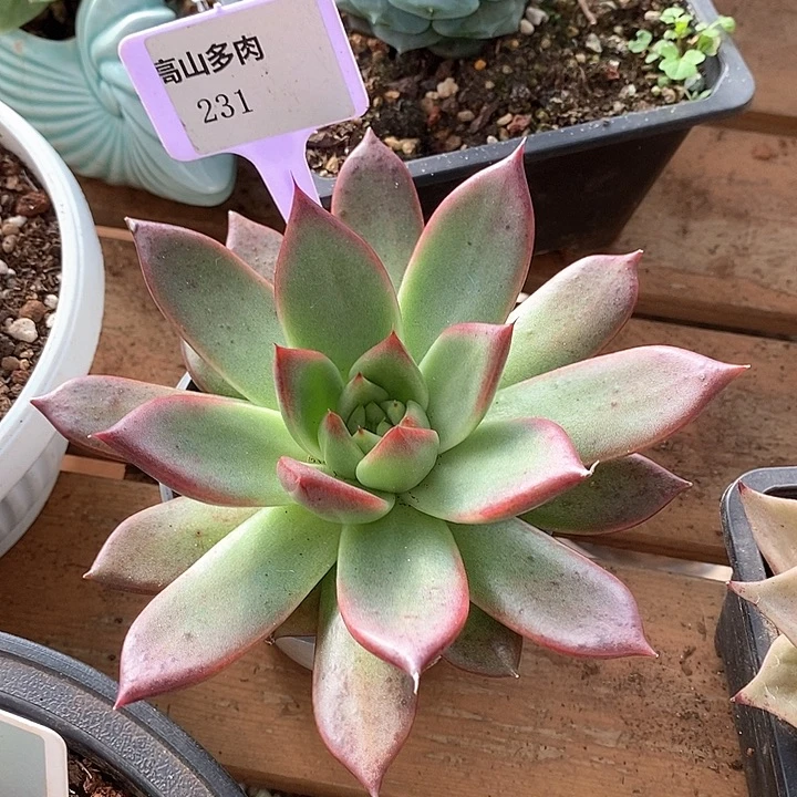 x231-直播福利 东云带血斑