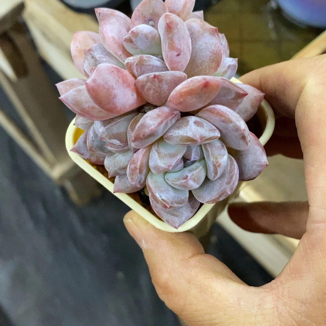 精品多肉一物一拍不包整227