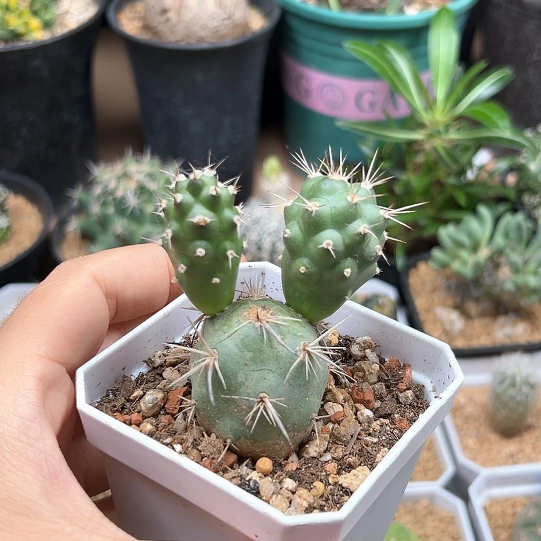 无花朵实生明暗城稀有团扇米奇