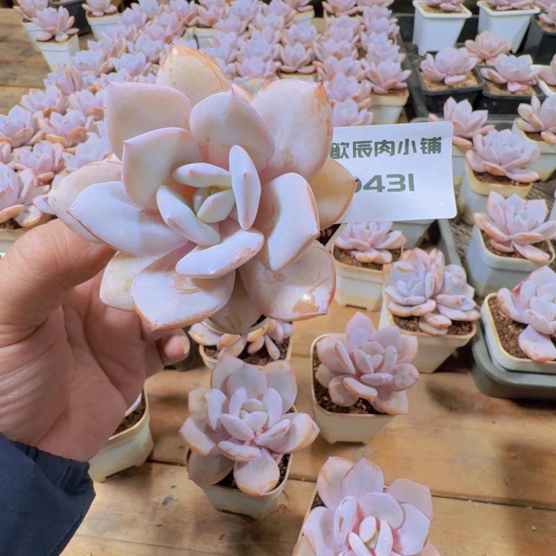 多肉植物奶茶单头0431