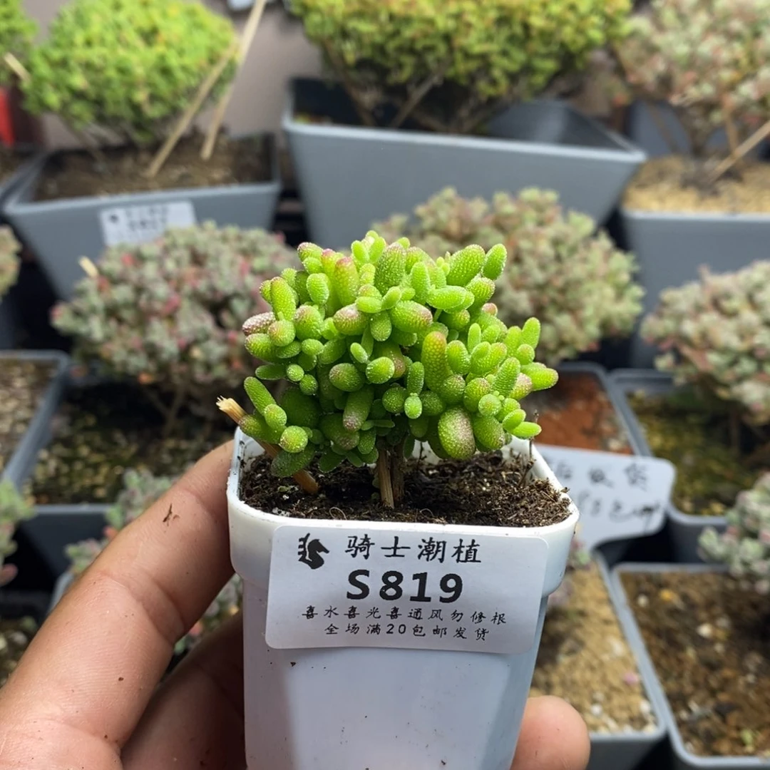 819蜜橘糖球枝干