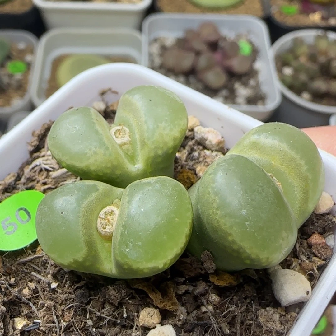 漂漂亮亮多肉植物50