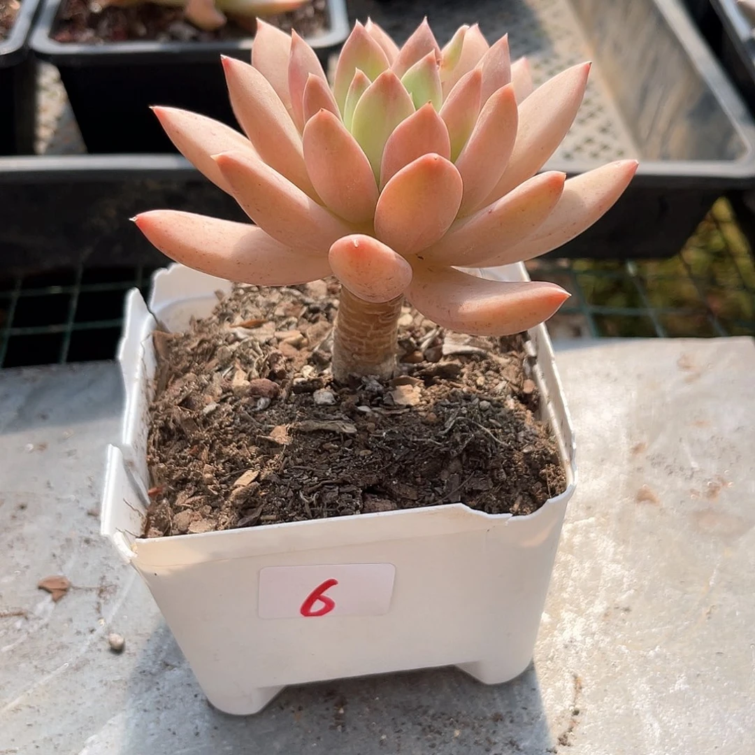 大*o厚叶草。  6。 111111111