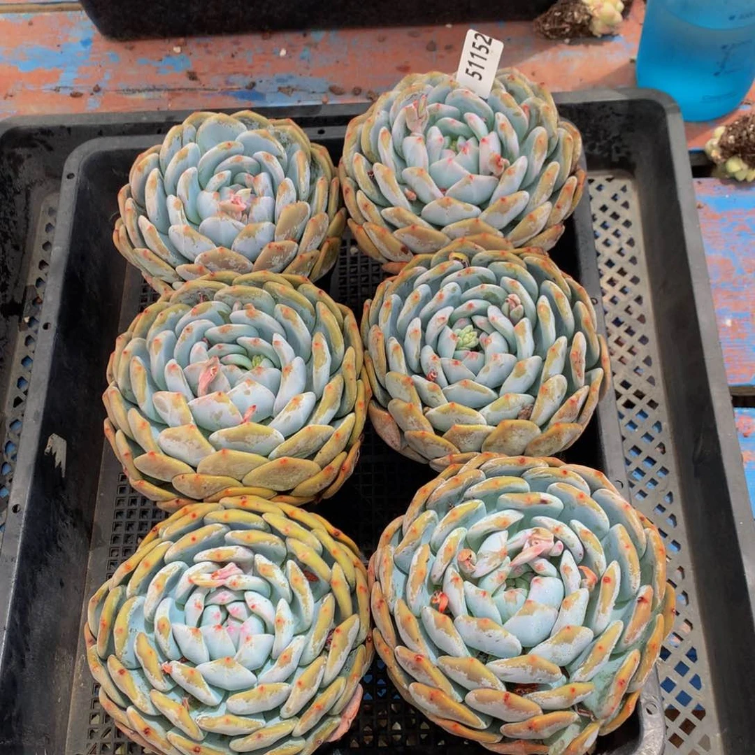 51152六个一起嗯嗯嗯加油