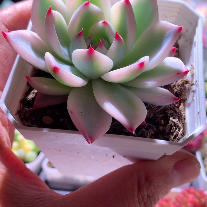 吉娃娃覆轮锦有根