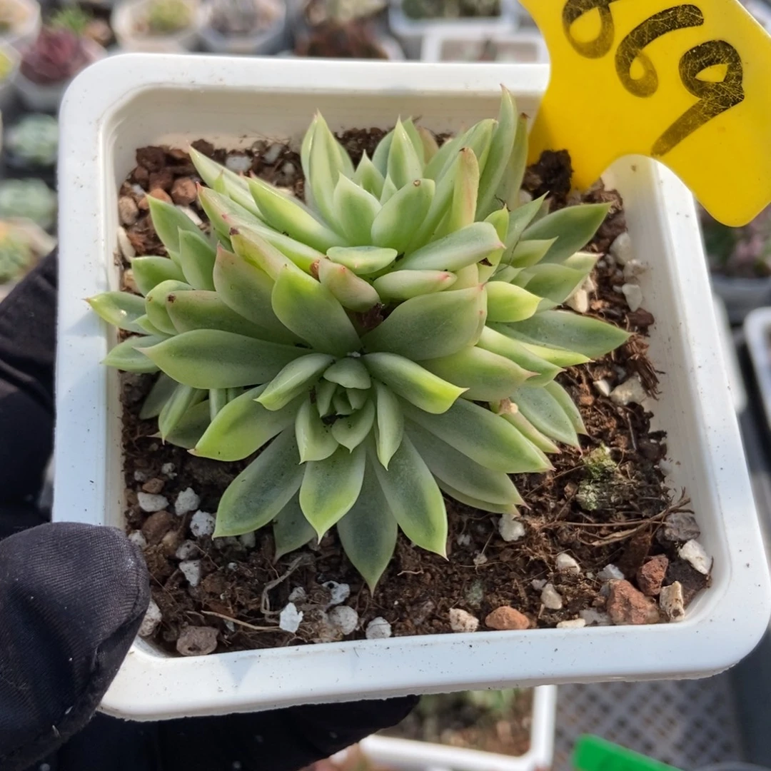 1869蝴蝶飞锦多肉植物
