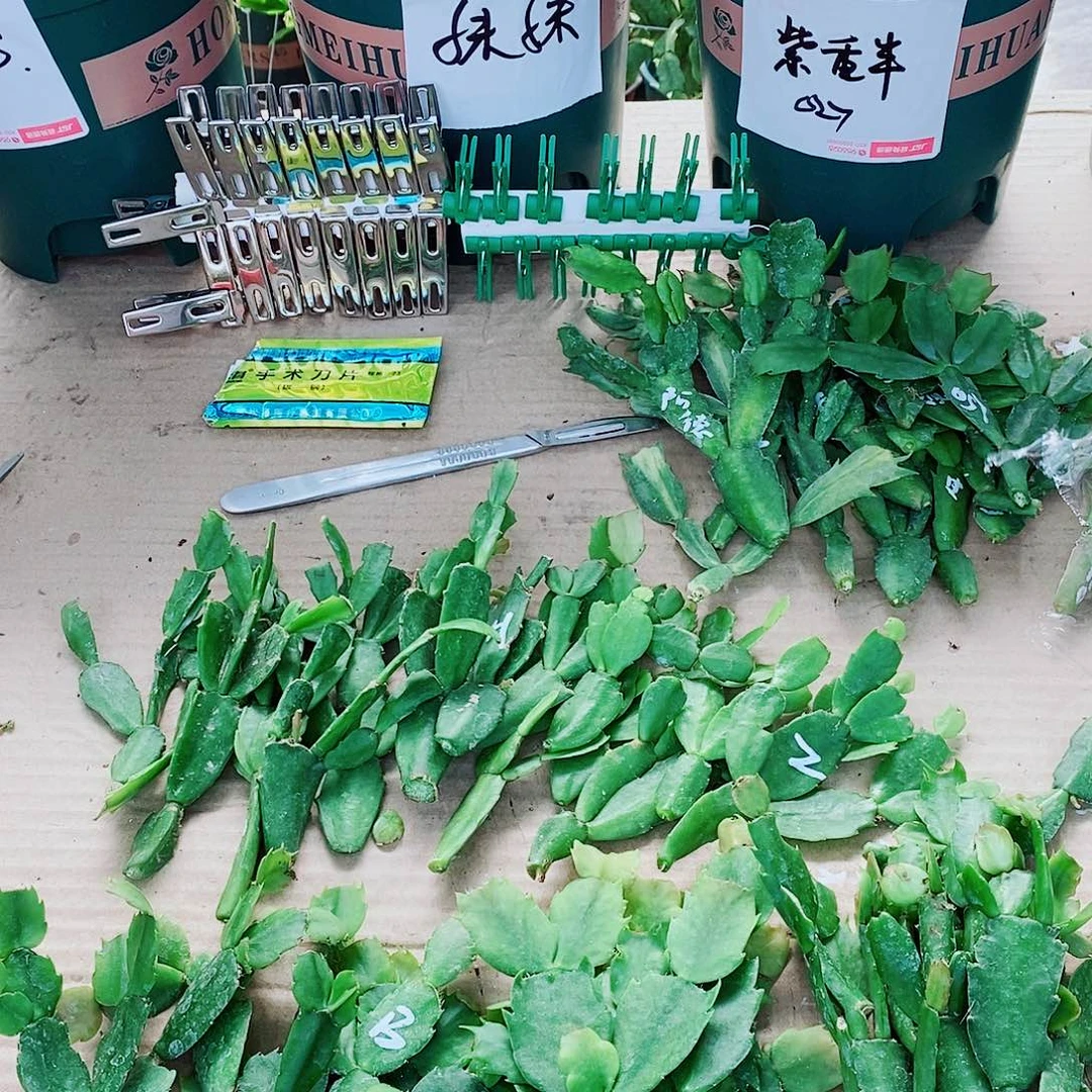 小***了无花朵定价嫁接发货