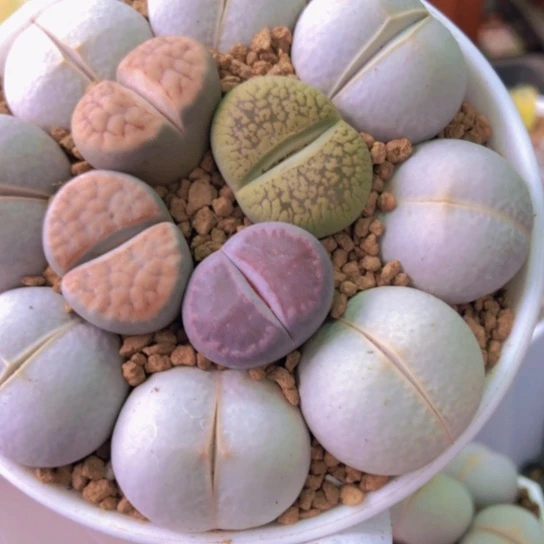 2500，如图一物一拍