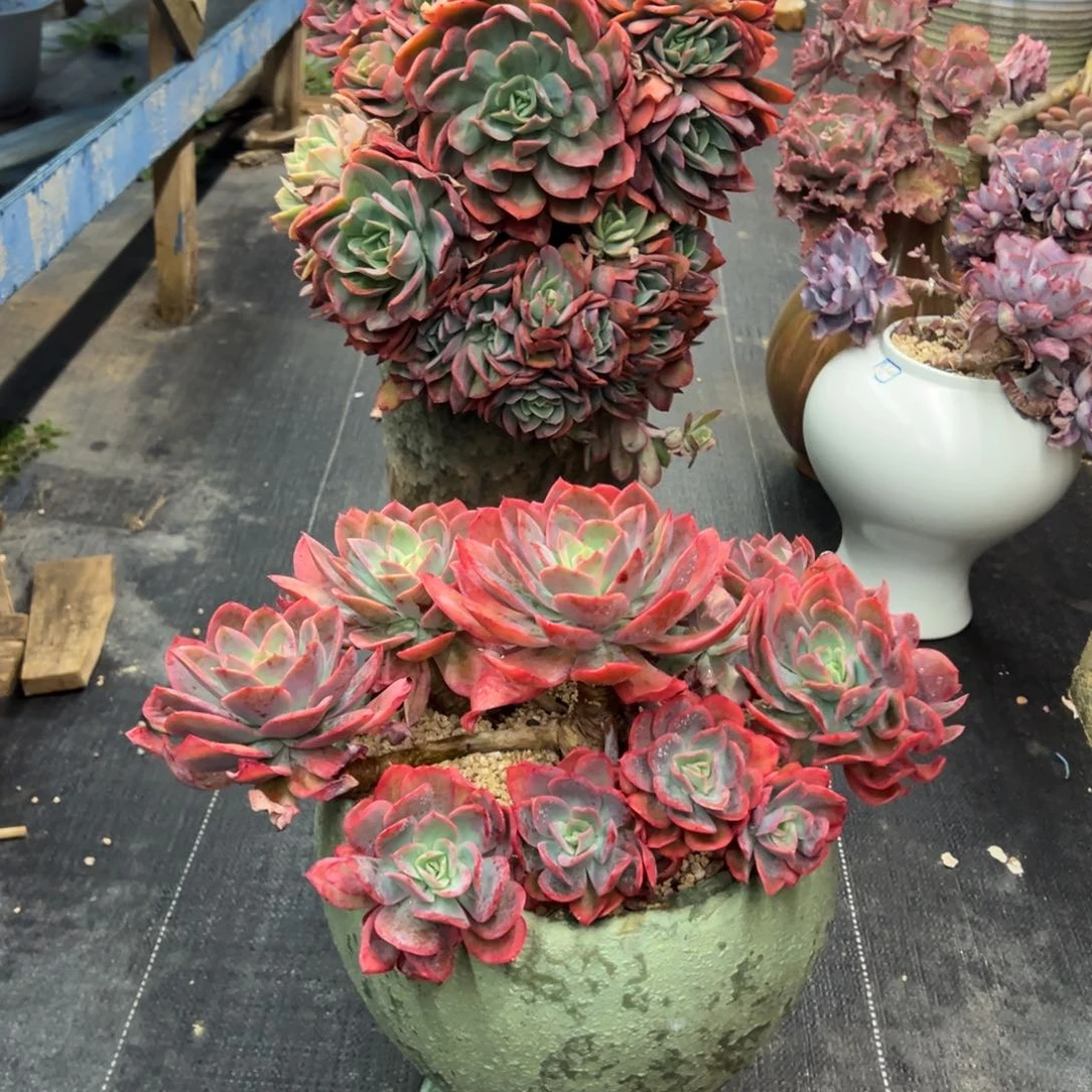 绮罗两颗打包价无砍