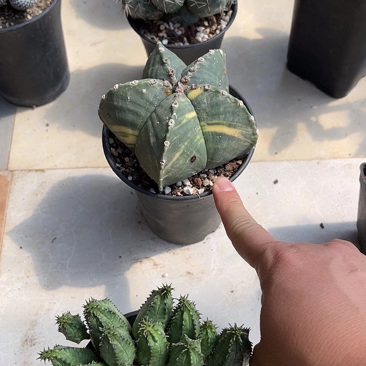 无花朵鸾凤玉锦一物一拍