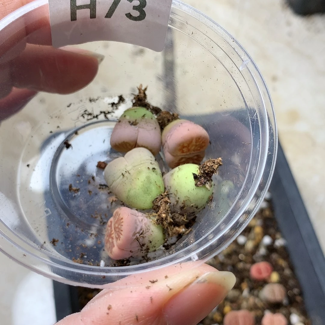 み**↘H73多肉植物保护
