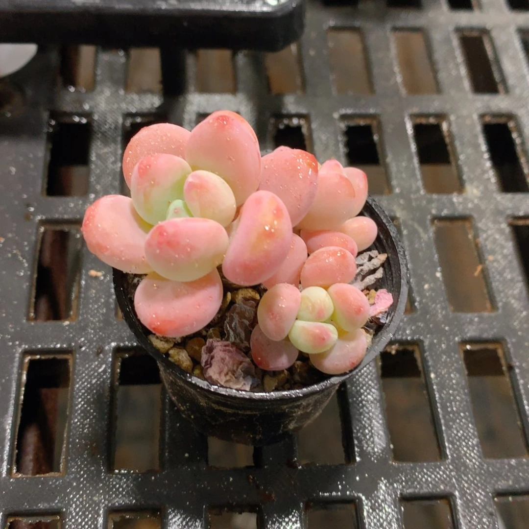 肉萌萌拇指盆精控多肉AA171