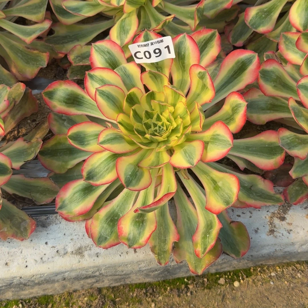 091爱丽丝。多肉植物