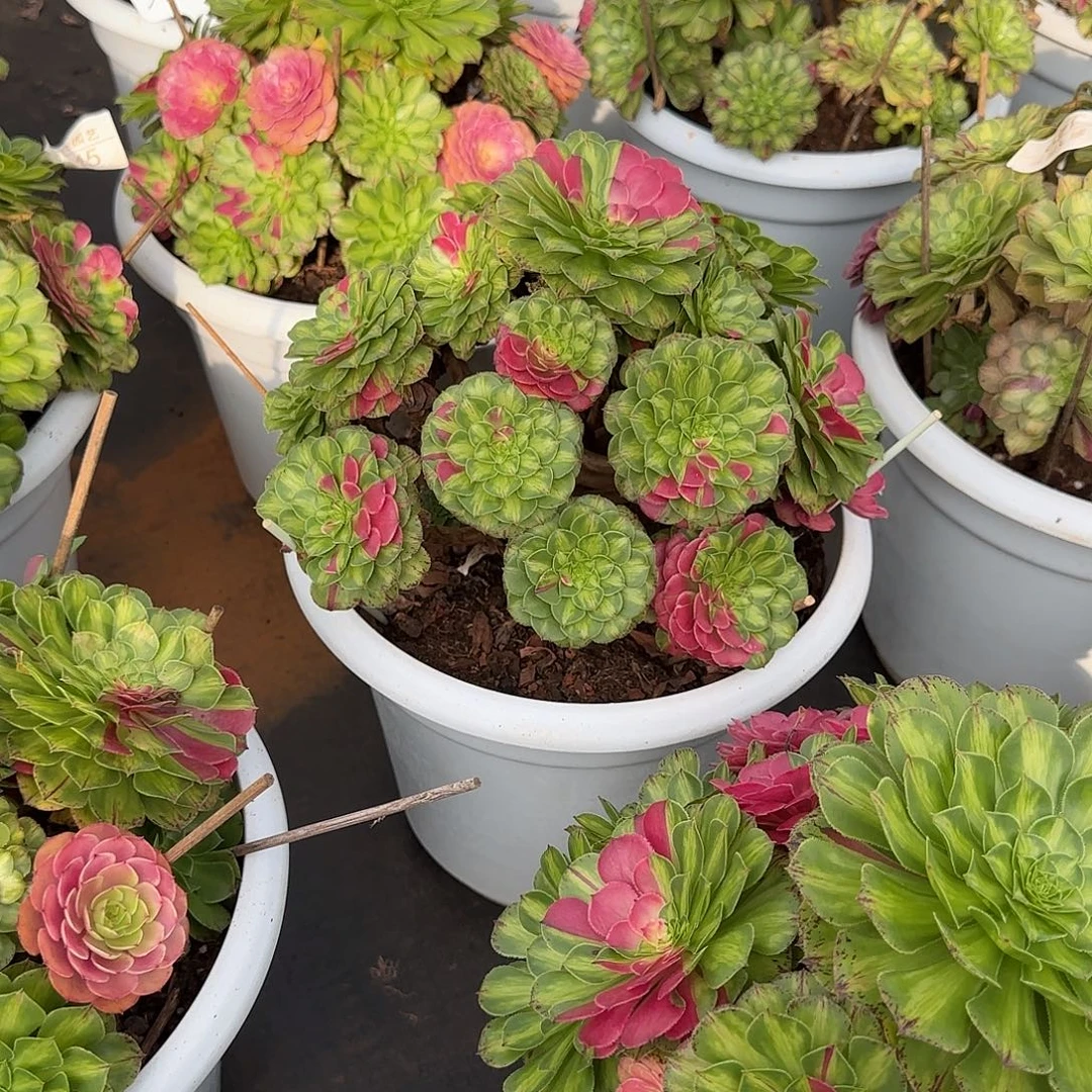 ****溜8888寄养发货5颗  溜溜姐