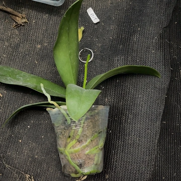 当前无花栽培后可以开花金树一代带剑