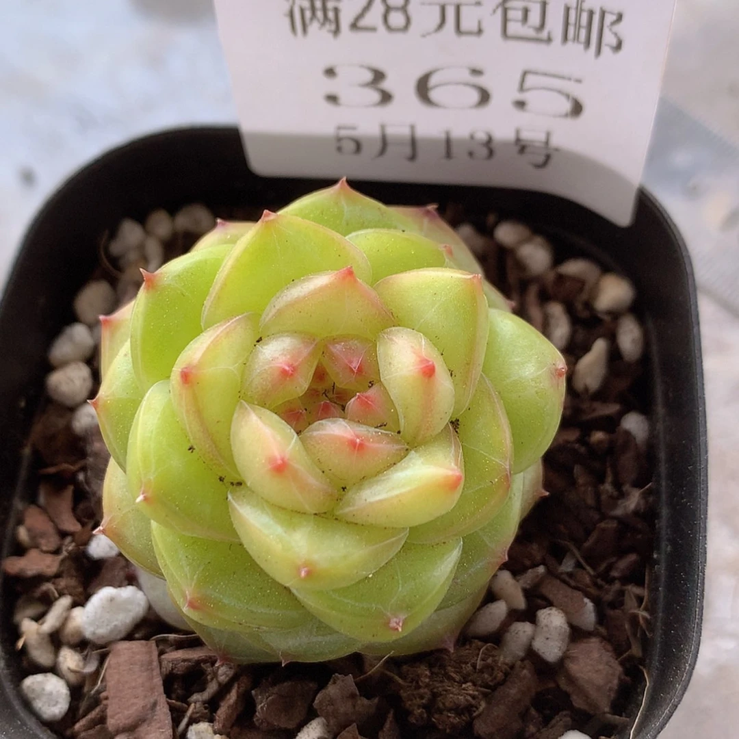 【闪购商品】云365号