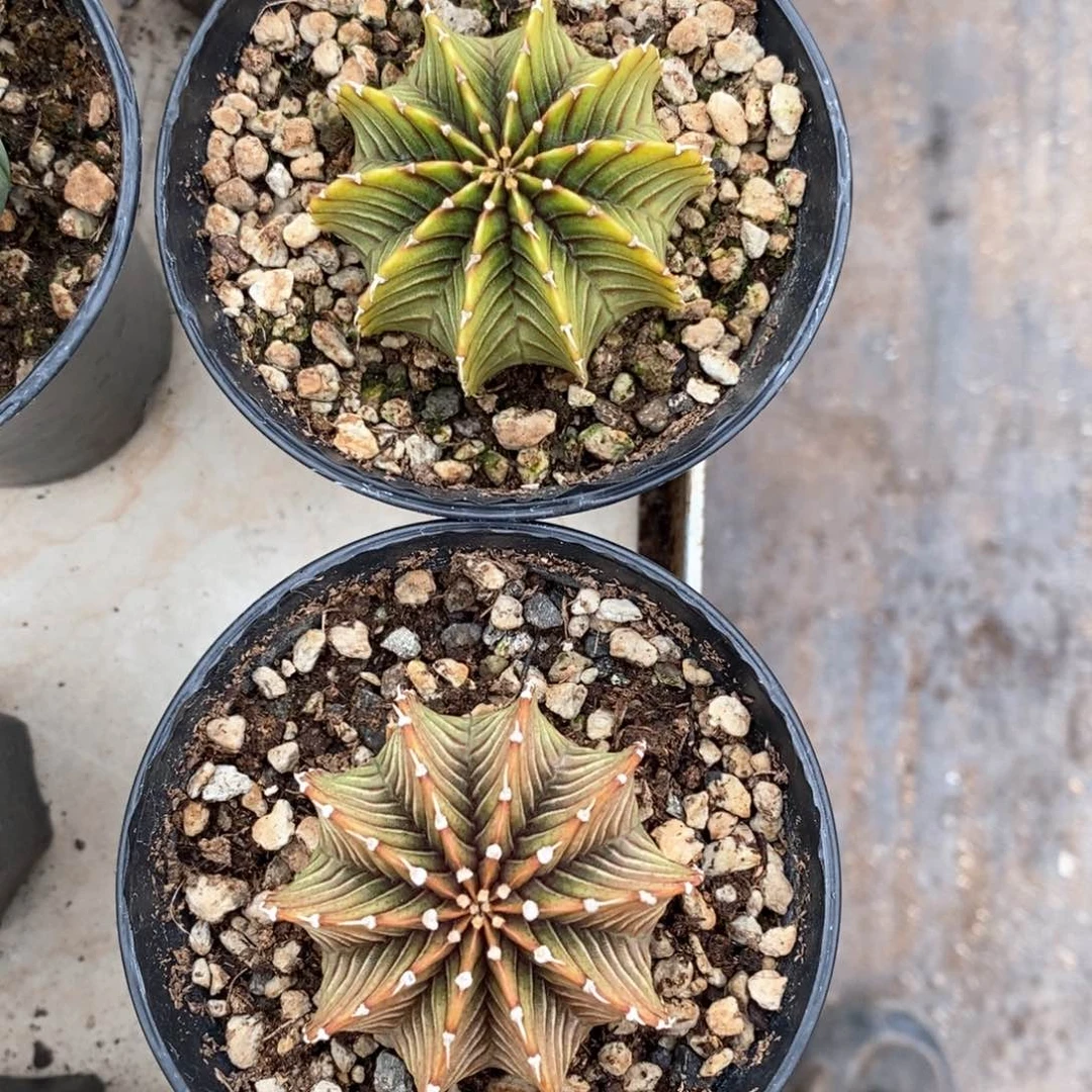 嘟*仙人球的世界里有一