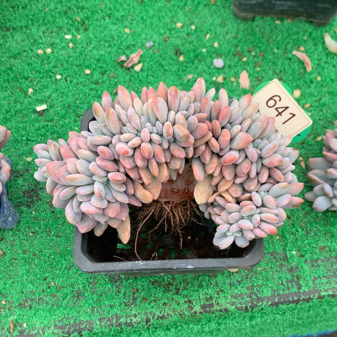 粉兔缀化一物一拍641
