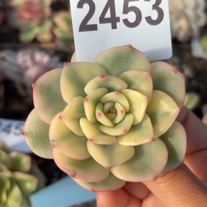 三文鱼锦多肉植物