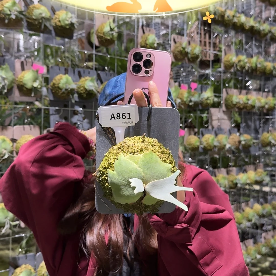 不开花植物A861-玉女孢子苗