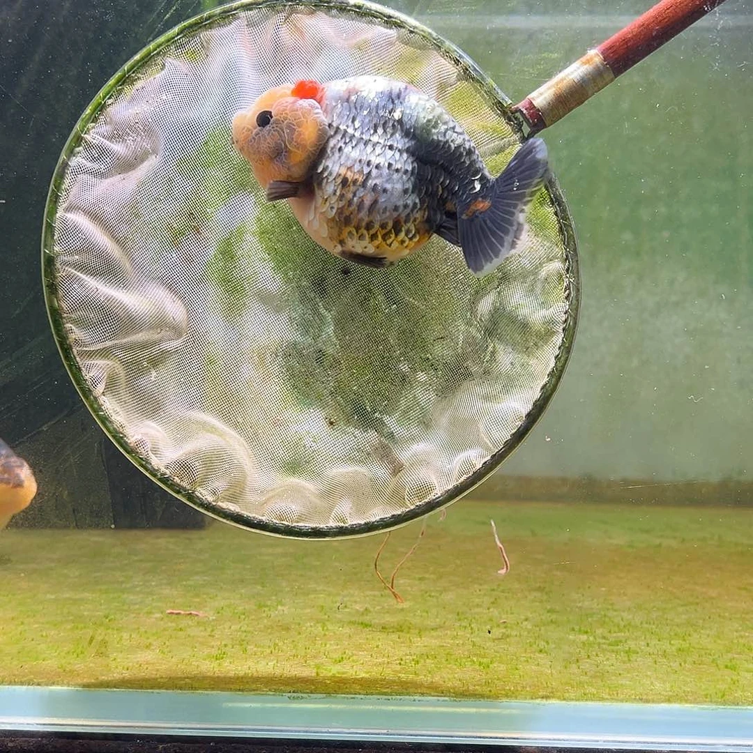 金鱼兰寿金鱼活体链接