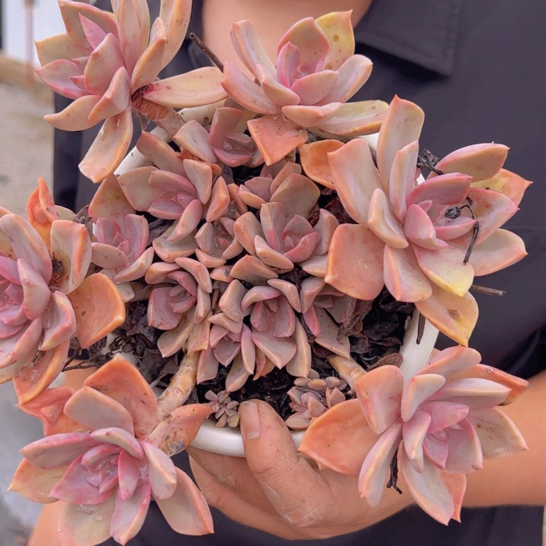 中国初恋整装，180杯