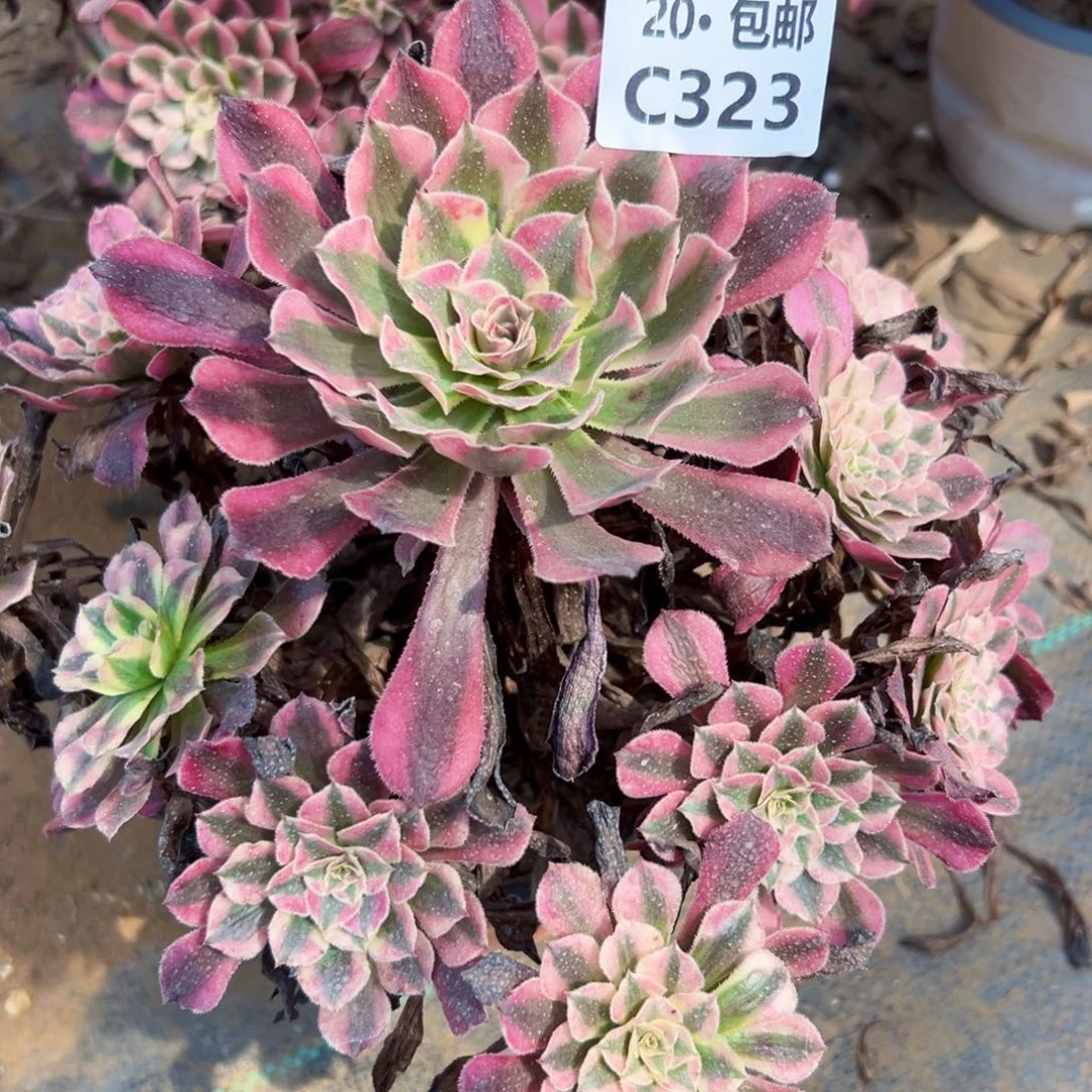 323红铜白，多肉法师说