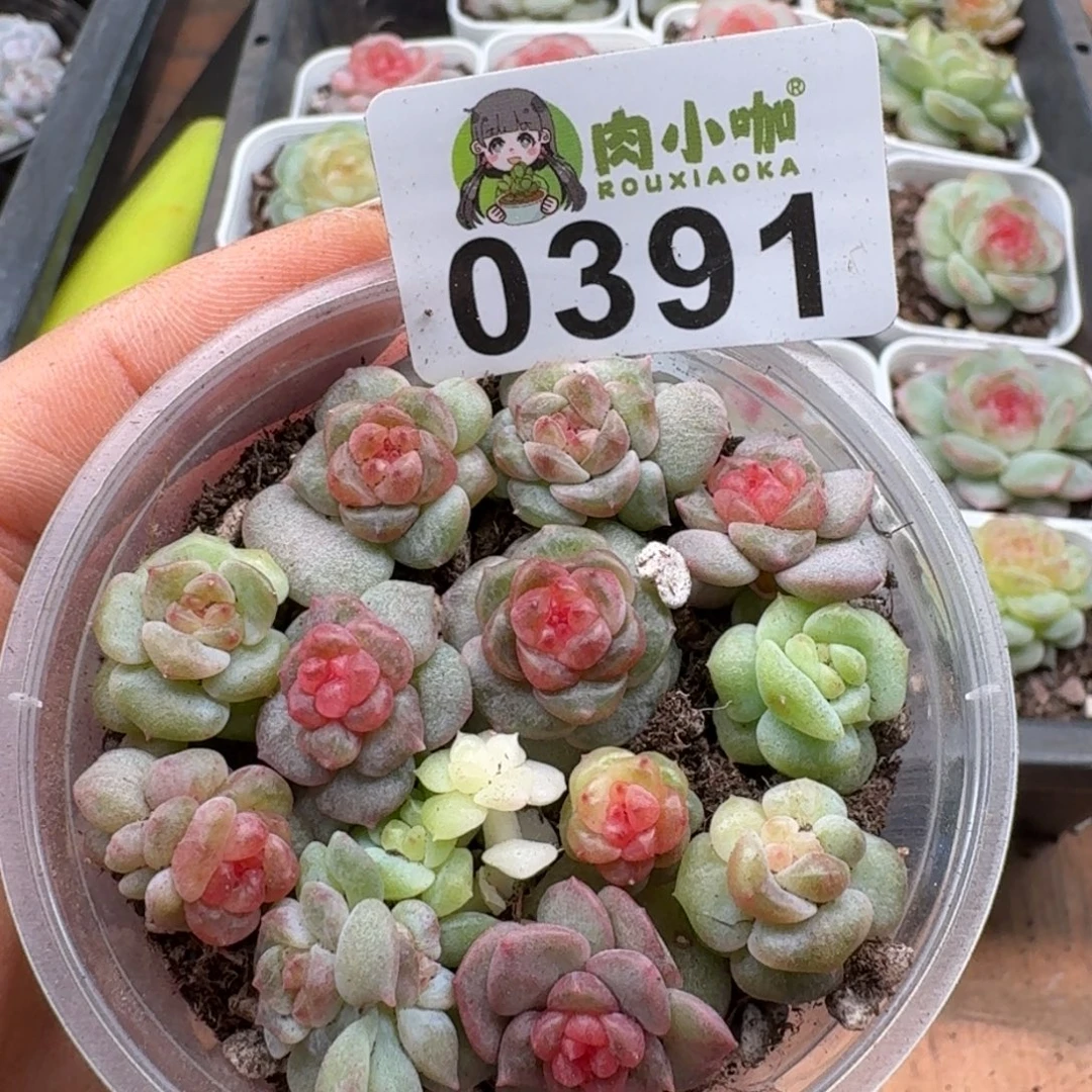 多肉植物多肉植物