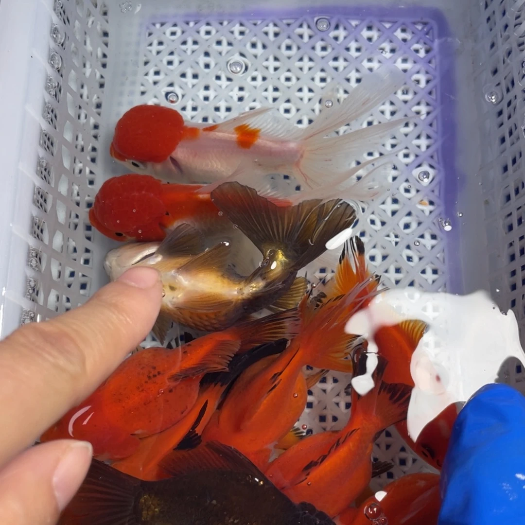 海水鱼花泰狮金鱼12
