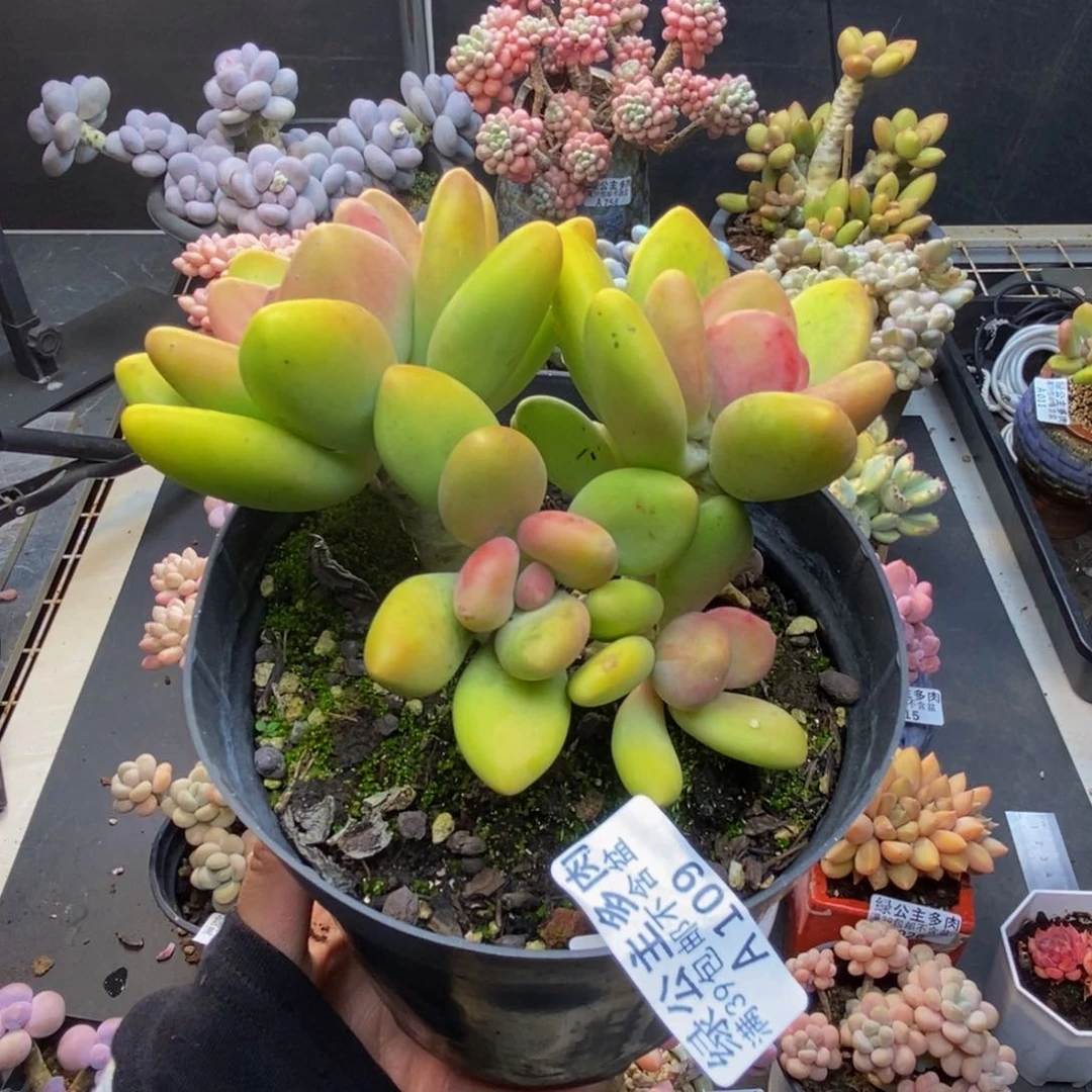 109芒果奶多肉11c m