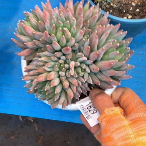 红*豆1829炫彩星多肉