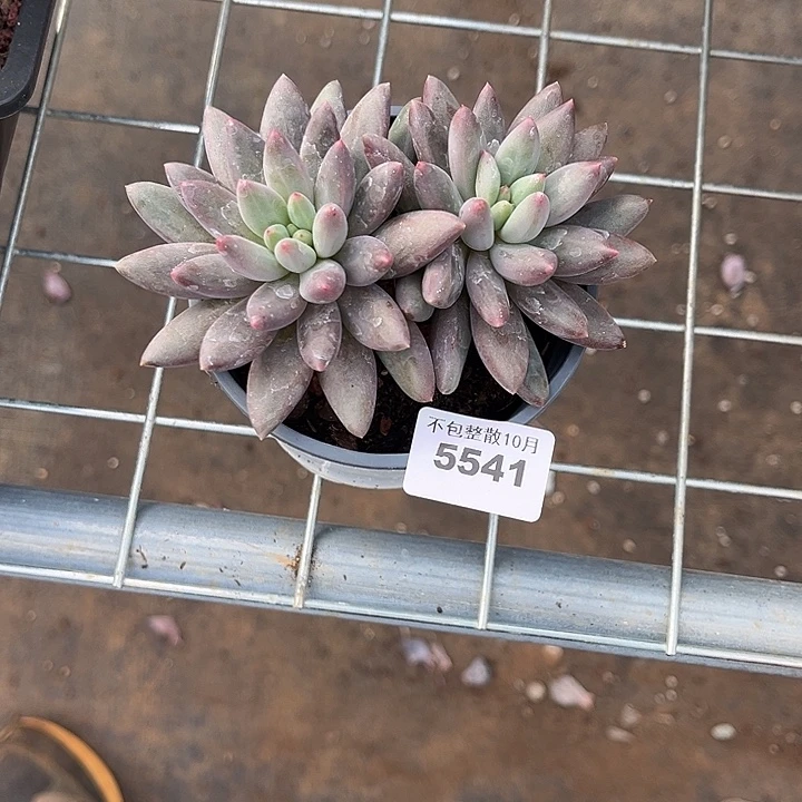 阿雅园艺。       5541虞美人