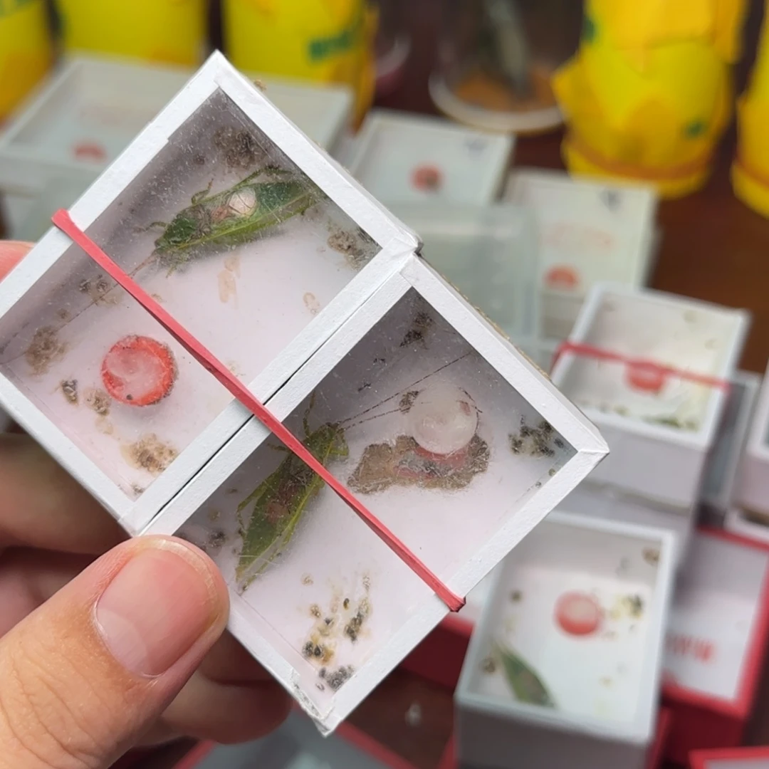 连口金钟2只断须
