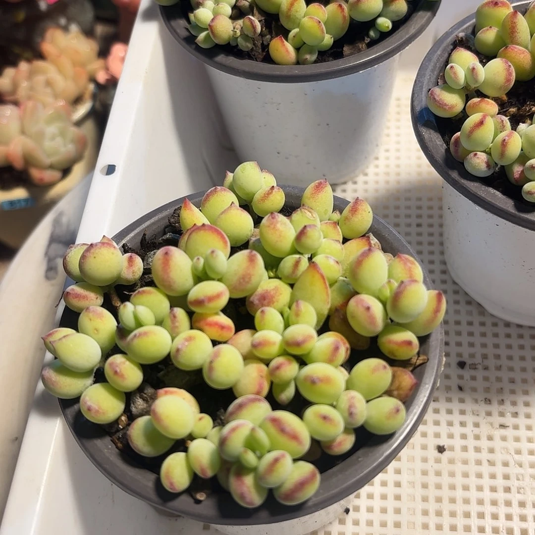 达摩福娘多肉植物 7.8