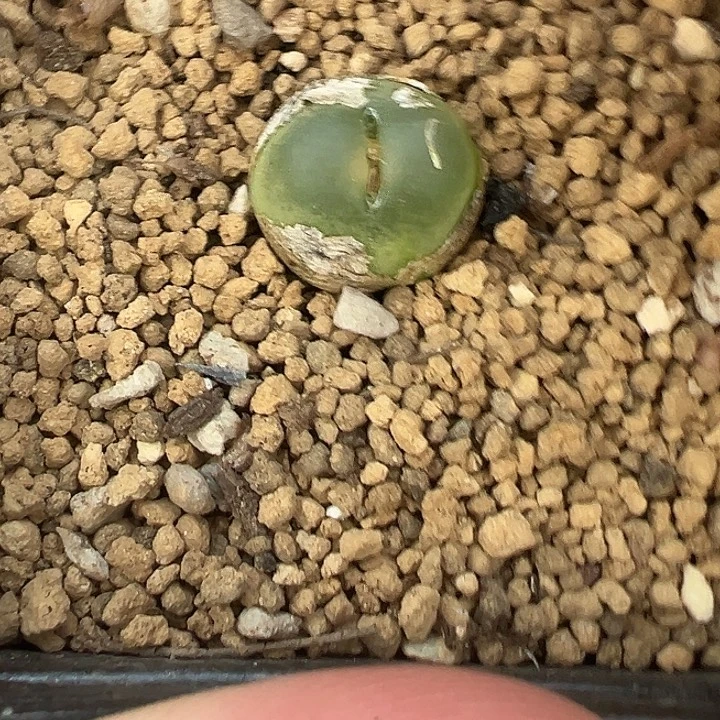 26-193拉登多肉植物