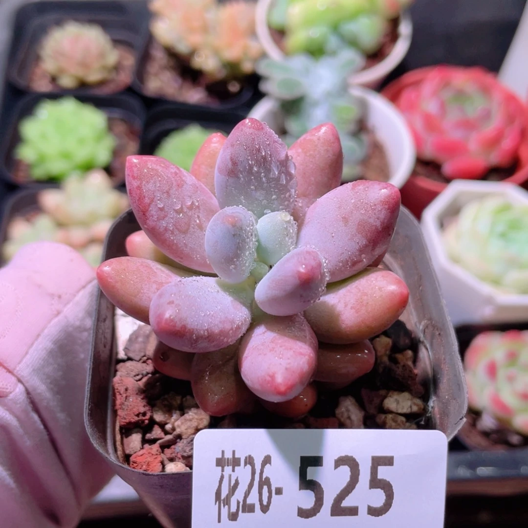 花利美26-525粉色恋人