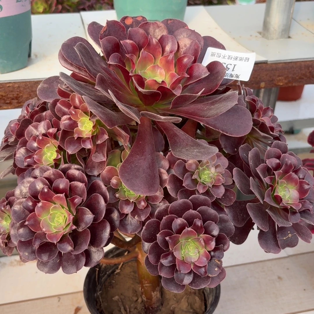 155欧紫多肉植物法师