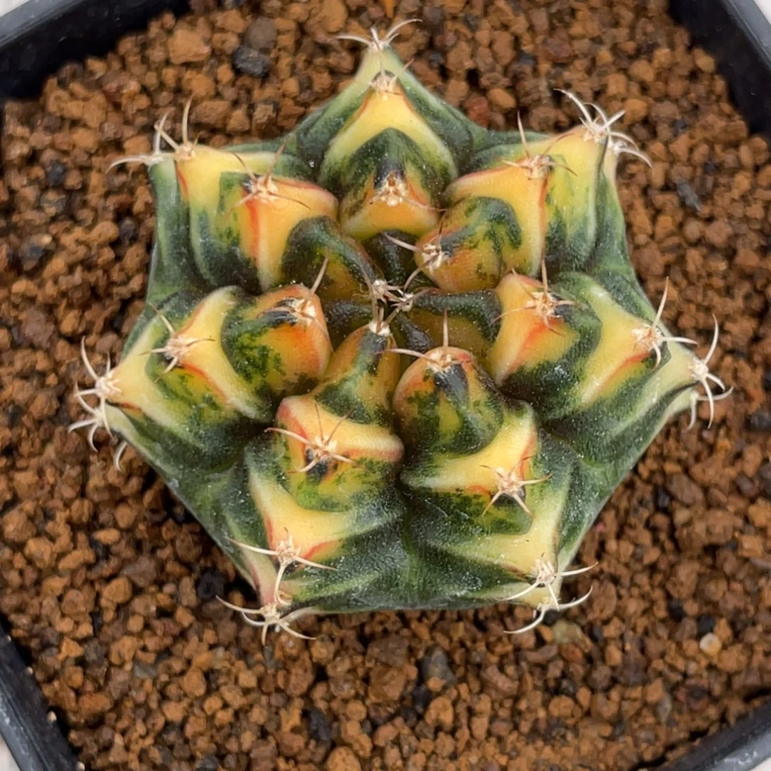 当前无花朵，栽培后可花朵橘黄虎斑三角v锦