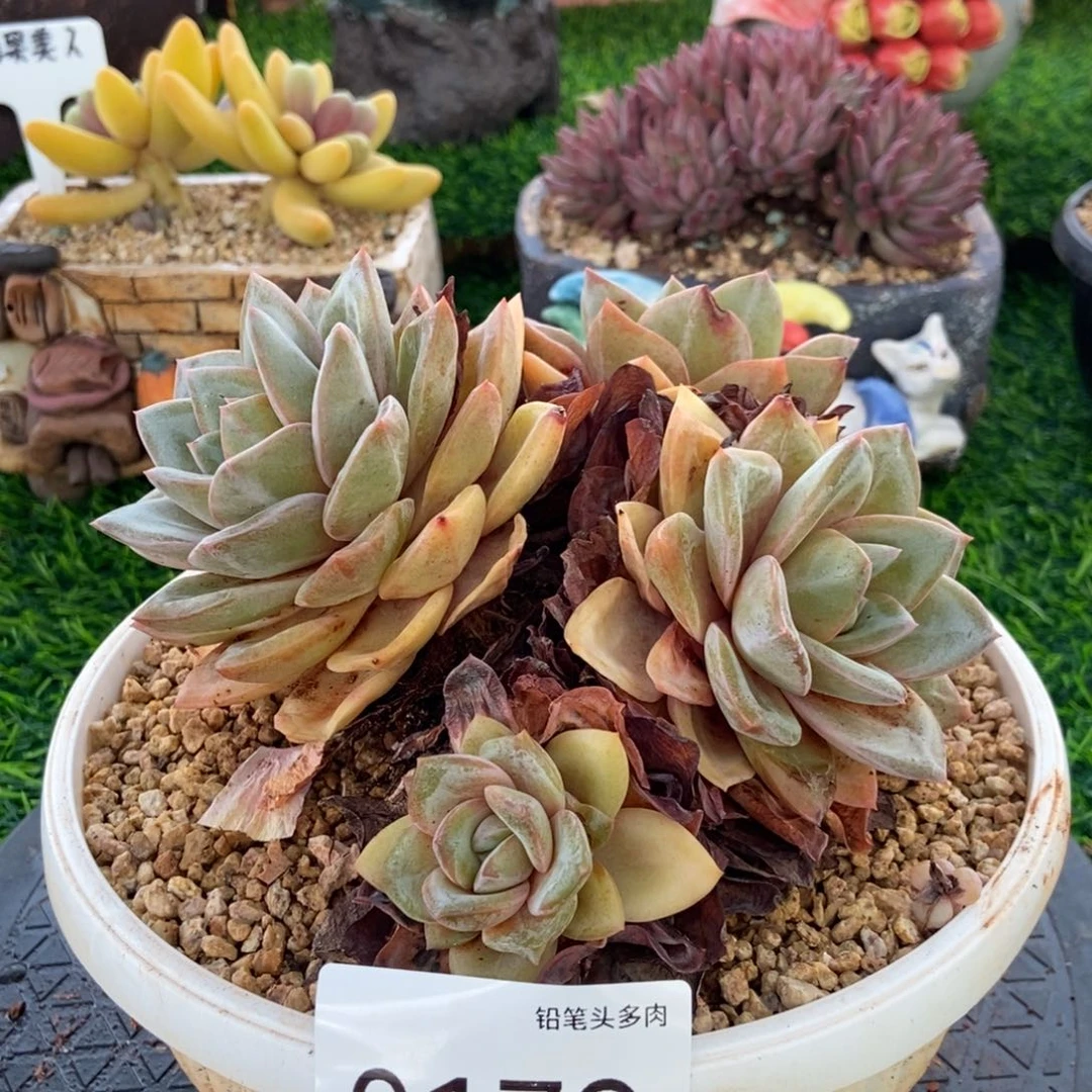 0179号 德国香槟58。 肉