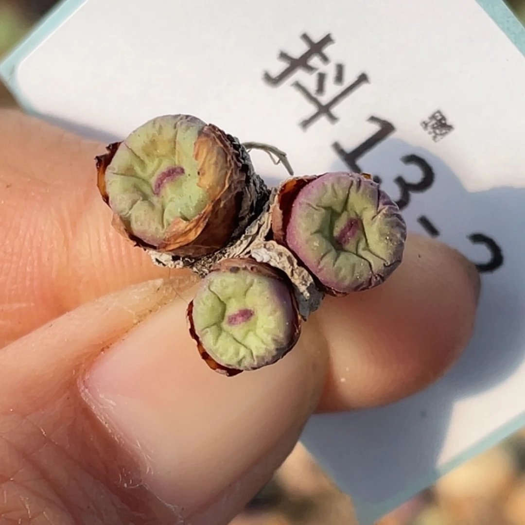 13-2嘴多肉植物肉锥