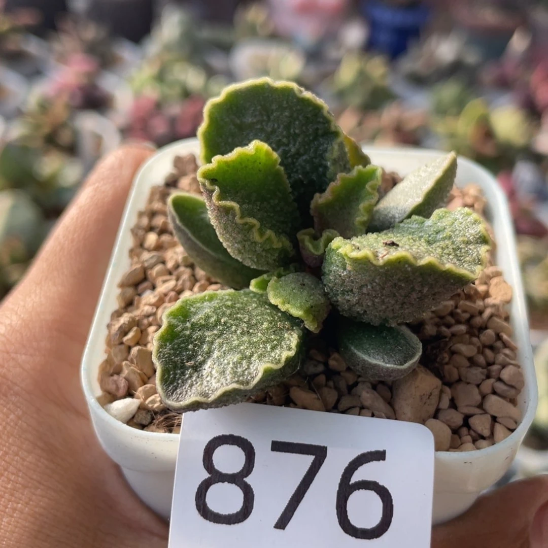 小*      紫麒麟。  876。