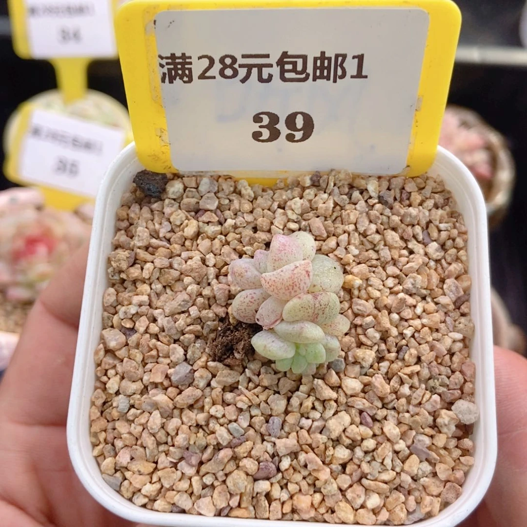 奥****?139冰玉石化多肉植物