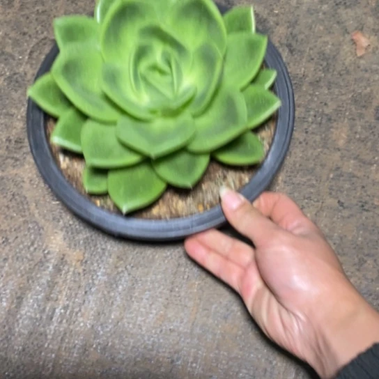 浅**笑翠花多肉特价8888888888