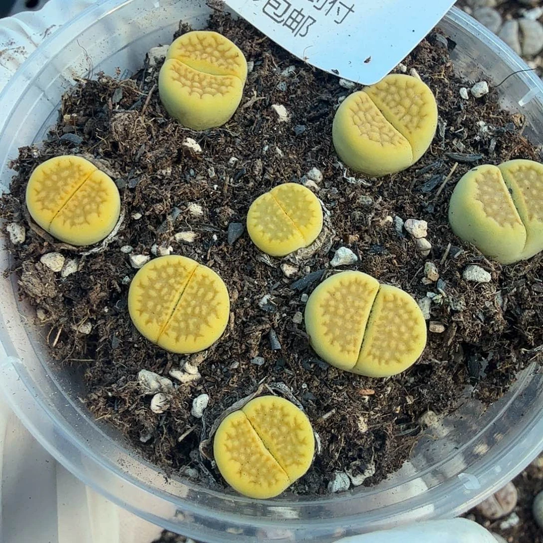 我就觉得这个女演员也特别413