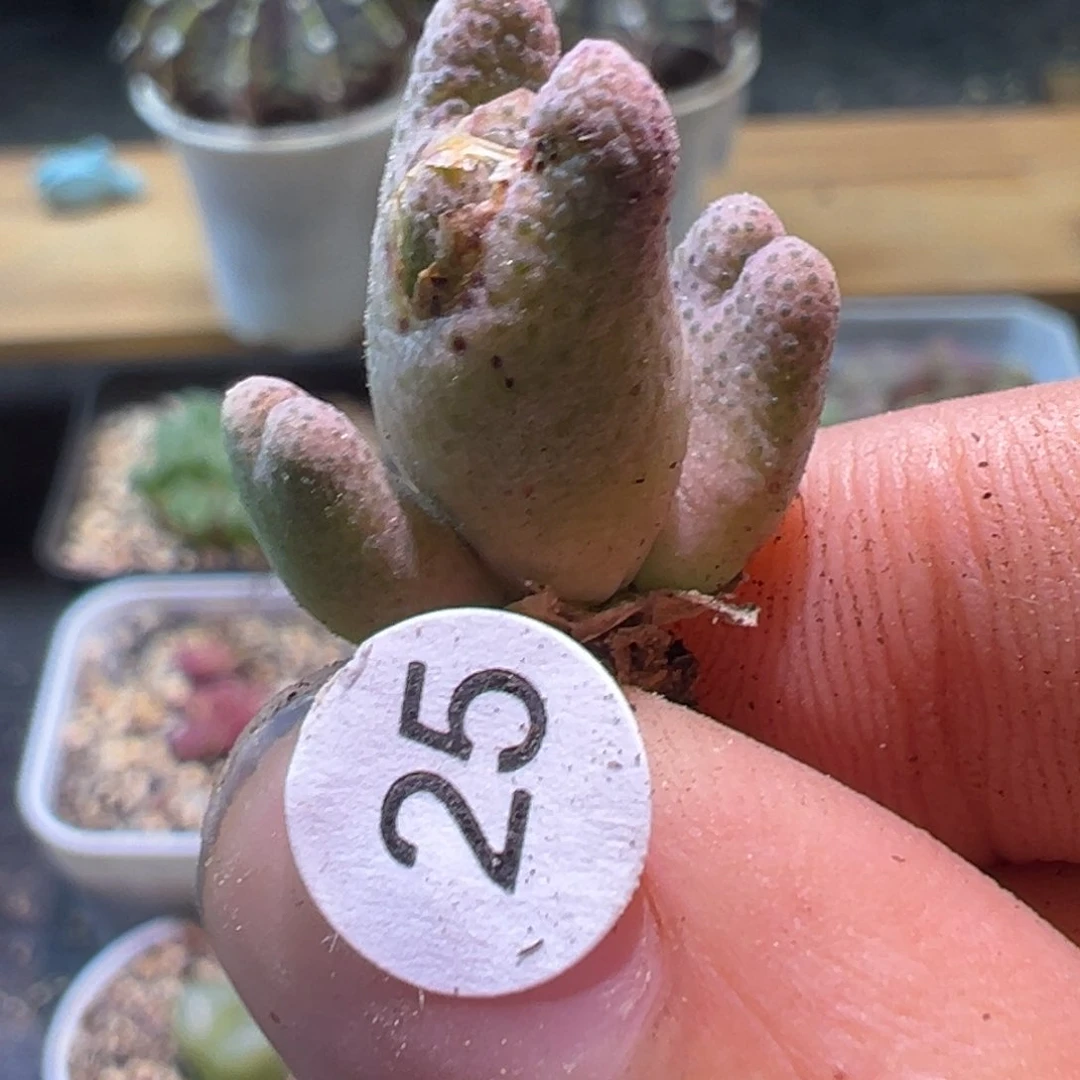 多肉植物11111111111