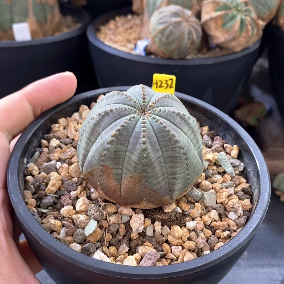 6 欧系实生布纹球多肉植物