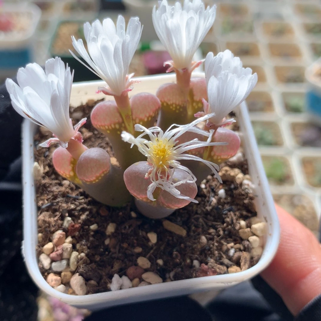 021红风铃母本一颗